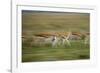 Thomson's Gazelle-null-Framed Photographic Print