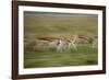 Thomson's Gazelle-null-Framed Photographic Print