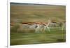 Thomson's Gazelle-null-Framed Photographic Print