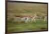 Thomson's Gazelle-null-Framed Photographic Print