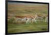 Thomson's Gazelle-null-Framed Photographic Print