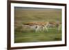 Thomson's Gazelle-null-Framed Photographic Print