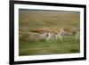 Thomson's Gazelle-null-Framed Photographic Print