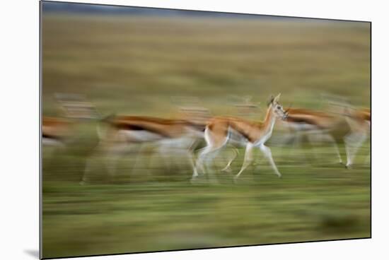 Thomson's Gazelle-null-Mounted Photographic Print