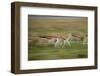 Thomson's Gazelle-null-Framed Photographic Print