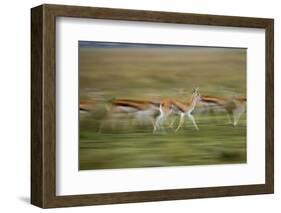 Thomson's Gazelle-null-Framed Photographic Print