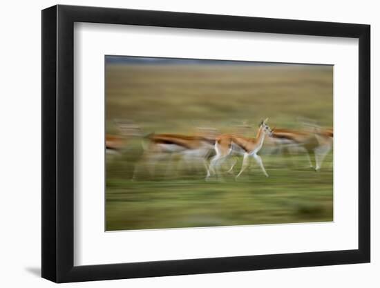 Thomson's Gazelle-null-Framed Photographic Print