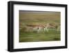 Thomson's Gazelle-null-Framed Photographic Print