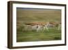 Thomson's Gazelle-null-Framed Photographic Print