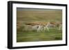 Thomson's Gazelle-null-Framed Photographic Print