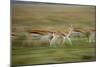 Thomson's Gazelle-null-Mounted Photographic Print