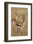 Thomson's Gazelle-Hal Beral-Framed Photographic Print