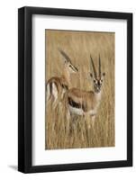 Thomson's Gazelle-Hal Beral-Framed Photographic Print