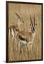 Thomson's Gazelle-Hal Beral-Framed Photographic Print