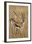 Thomson's Gazelle-Hal Beral-Framed Photographic Print