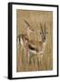 Thomson's Gazelle-Hal Beral-Framed Photographic Print