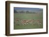 Thomson's Gazelle-DLILLC-Framed Photographic Print