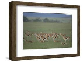 Thomson's Gazelle-DLILLC-Framed Photographic Print