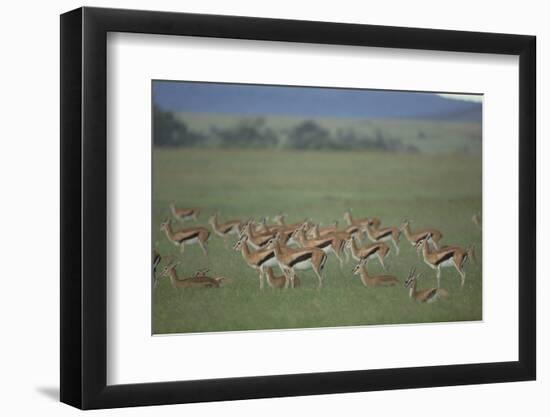 Thomson's Gazelle-DLILLC-Framed Photographic Print
