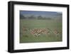 Thomson's Gazelle-DLILLC-Framed Photographic Print