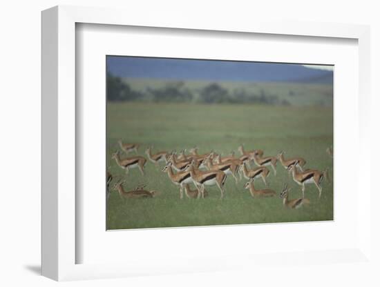 Thomson's Gazelle-DLILLC-Framed Photographic Print