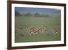 Thomson's Gazelle-DLILLC-Framed Photographic Print