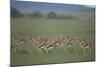 Thomson's Gazelle-DLILLC-Mounted Photographic Print