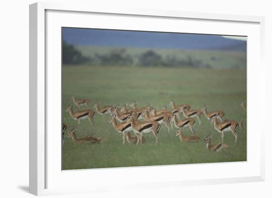 Thomson's Gazelle-DLILLC-Framed Photographic Print