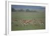 Thomson's Gazelle-DLILLC-Framed Photographic Print