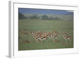 Thomson's Gazelle-DLILLC-Framed Photographic Print