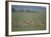 Thomson's Gazelle-DLILLC-Framed Photographic Print