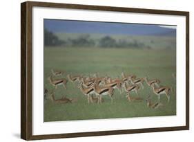 Thomson's Gazelle-DLILLC-Framed Photographic Print