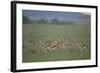 Thomson's Gazelle-DLILLC-Framed Photographic Print