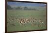 Thomson's Gazelle-DLILLC-Framed Photographic Print