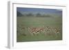 Thomson's Gazelle-DLILLC-Framed Photographic Print