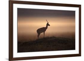 Thomson's Gazelle-null-Framed Photographic Print