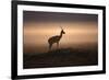 Thomson's Gazelle-null-Framed Photographic Print