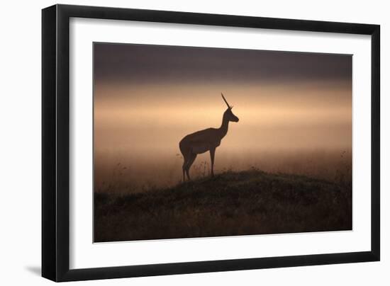 Thomson's Gazelle-null-Framed Photographic Print