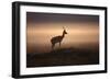 Thomson's Gazelle-null-Framed Photographic Print