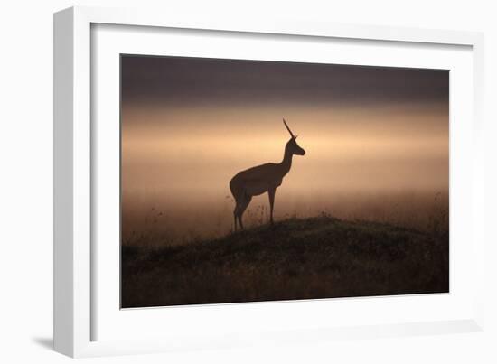 Thomson's Gazelle-null-Framed Photographic Print