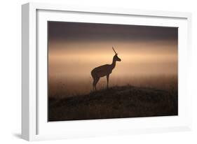 Thomson's Gazelle-null-Framed Photographic Print