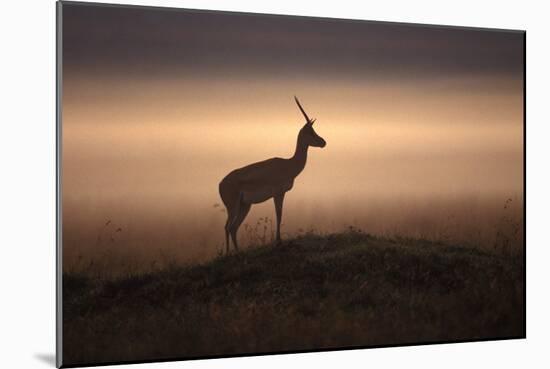 Thomson's Gazelle-null-Mounted Photographic Print