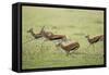 Thomson's Gazelles Running from Stalking Cheetah-Paul Souders-Framed Stretched Canvas