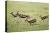 Thomson's Gazelles Running from Stalking Cheetah-Paul Souders-Stretched Canvas