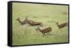 Thomson's Gazelles Running from Stalking Cheetah-Paul Souders-Framed Stretched Canvas