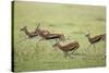 Thomson's Gazelles Running from Stalking Cheetah-Paul Souders-Stretched Canvas