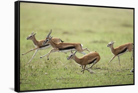 Thomson's Gazelles Running from Stalking Cheetah-Paul Souders-Framed Stretched Canvas