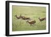 Thomson's Gazelles Running from Stalking Cheetah-Paul Souders-Framed Photographic Print