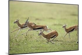 Thomson's Gazelles Running from Stalking Cheetah-Paul Souders-Mounted Photographic Print