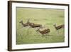 Thomson's Gazelles Running from Stalking Cheetah-Paul Souders-Framed Photographic Print